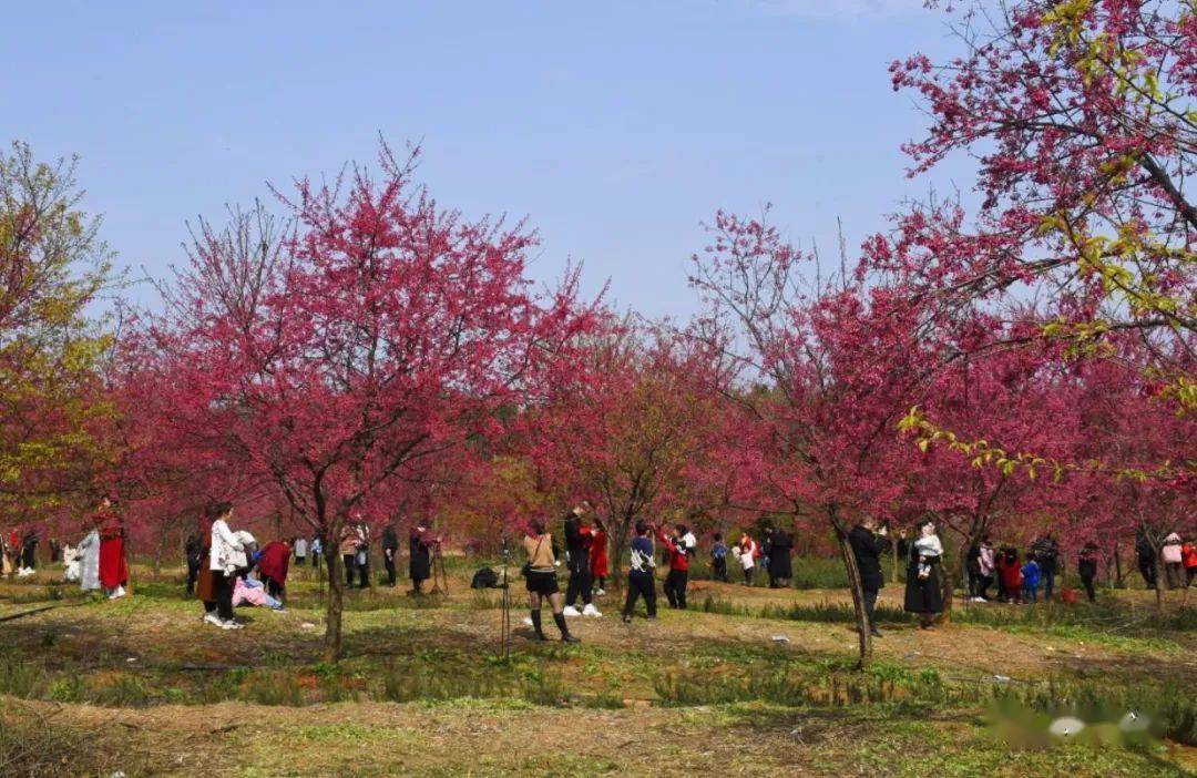 邵武大竹洋坑樱花园图片