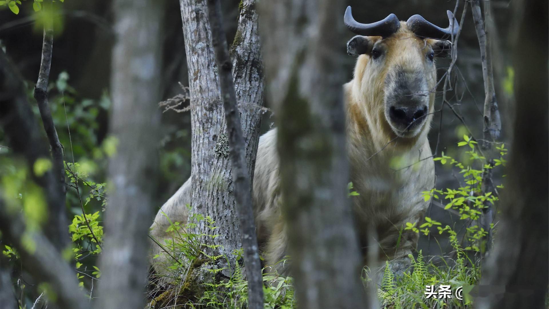 牛年说牛它是中国最危险的牛