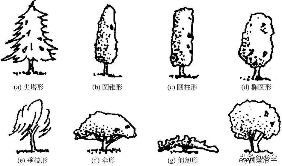 各种苗木造型方法图片