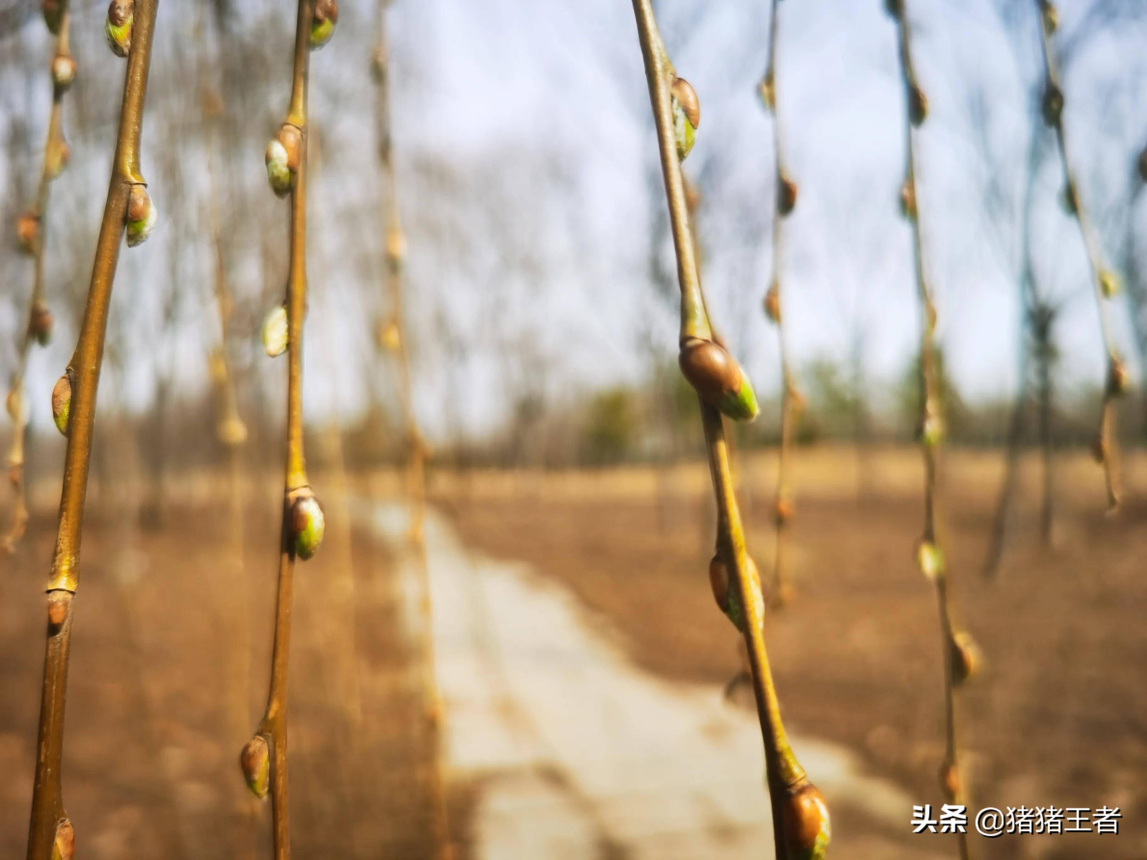 柳树发芽了意味着春天来了万物复苏的季节