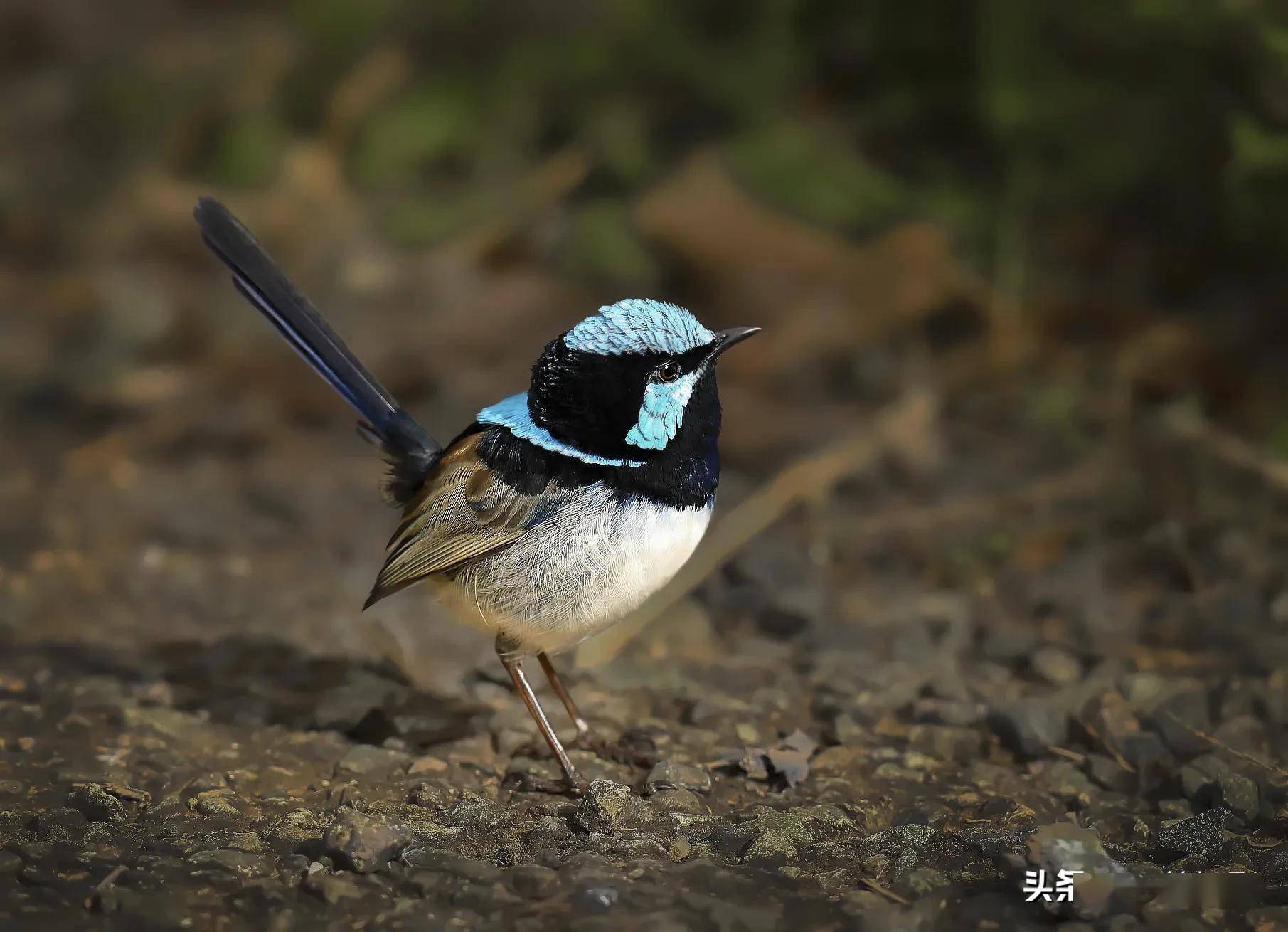 华丽细尾鹩莺,晓阳- george/摄