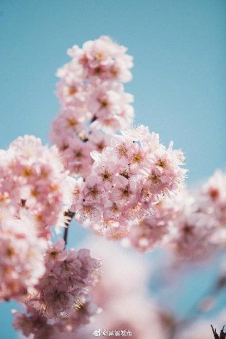 红粉陌上，春色正浓！武汉大学早樱盛放