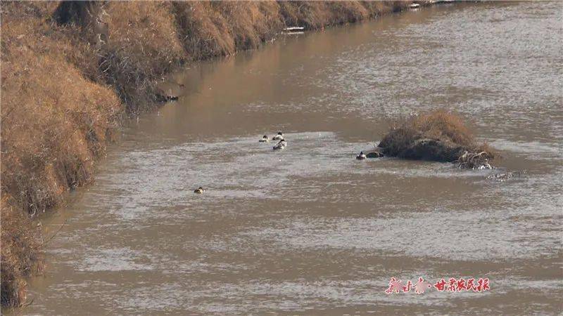 保护生物多样性灵台生态达溪河野鸭成群灰鹭定居