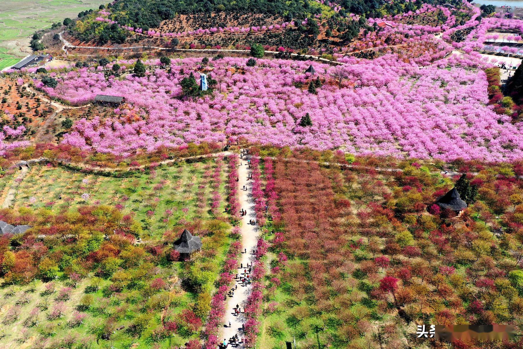 常宁罗桥百万樱花园图片