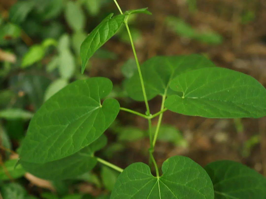 牛皮消 摄于上海天马山牛尾菜(网络图片)大牛鞭草(网络图片)除了以上