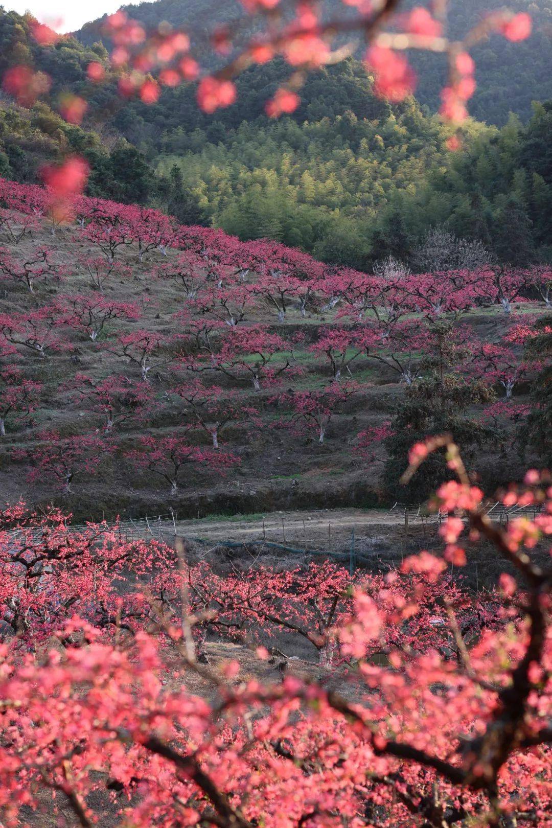 惠州市新作塘花海图片图片