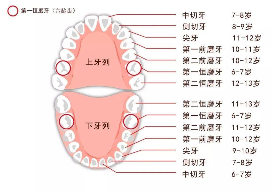 牙齿的名称示意图可爱图片