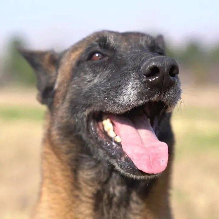 军犬左飞我的新年新突破