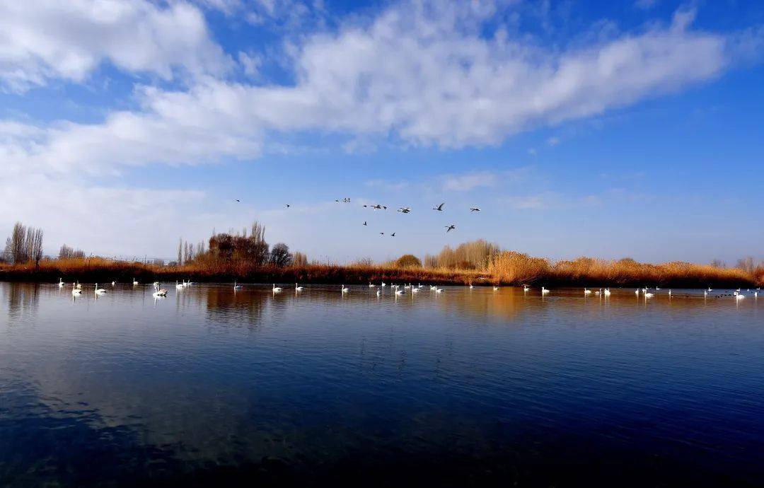 绿水青山丨新疆伊宁县:水光映白羽 天鹅踏波来_刁春阳