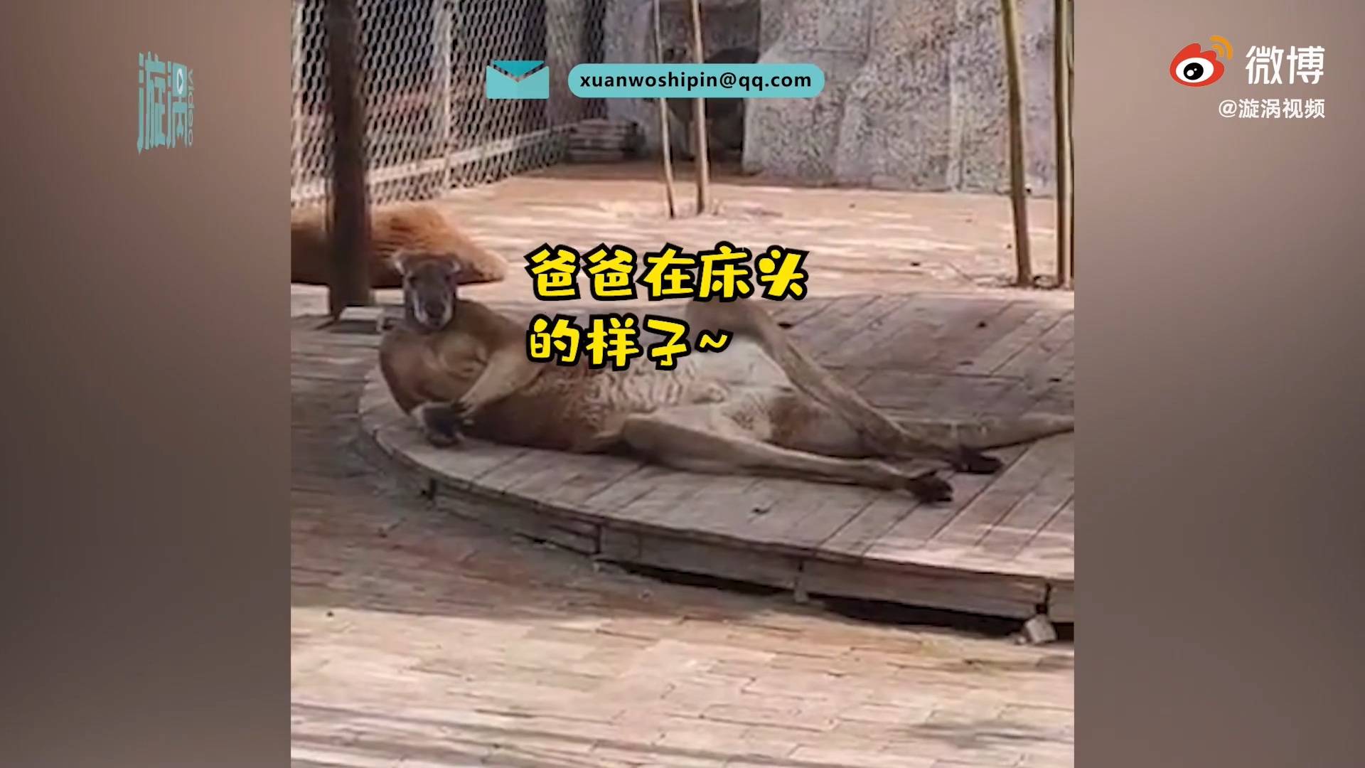 袋鼠葛优瘫引游客围观,小朋友:看它像不像爸爸在床上的样子