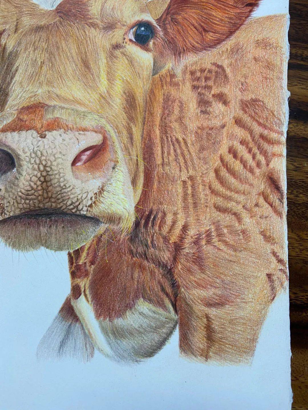 十二生肖彩铅画图文教程 | 牛_毛发