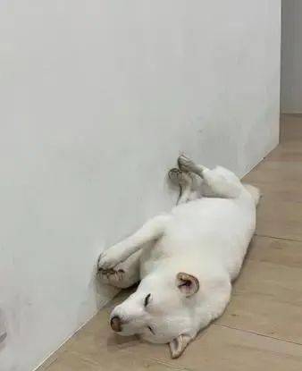 出门只负责玩废柴到家倒头就睡铲屎官苦笑累得跟狗一样