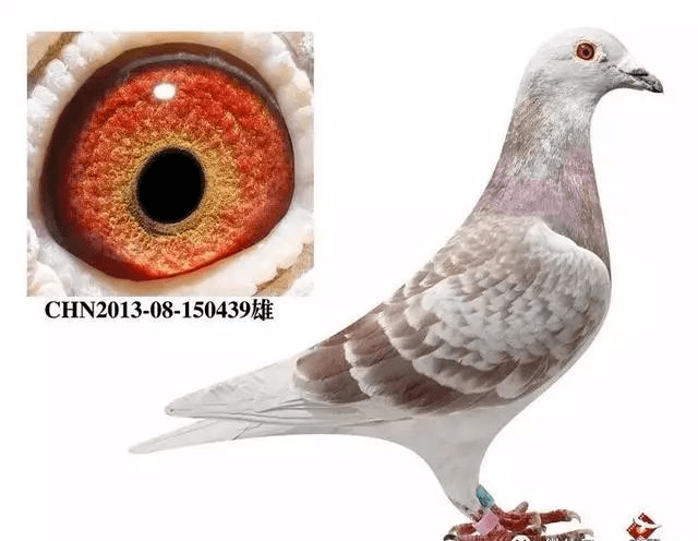 经验请用这六种方法挑选信鸽