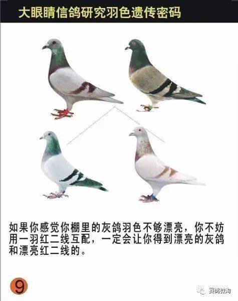 在调色当中叫润色(调和色),有些鸽子的羽色是不固定的(基因变异造成)
