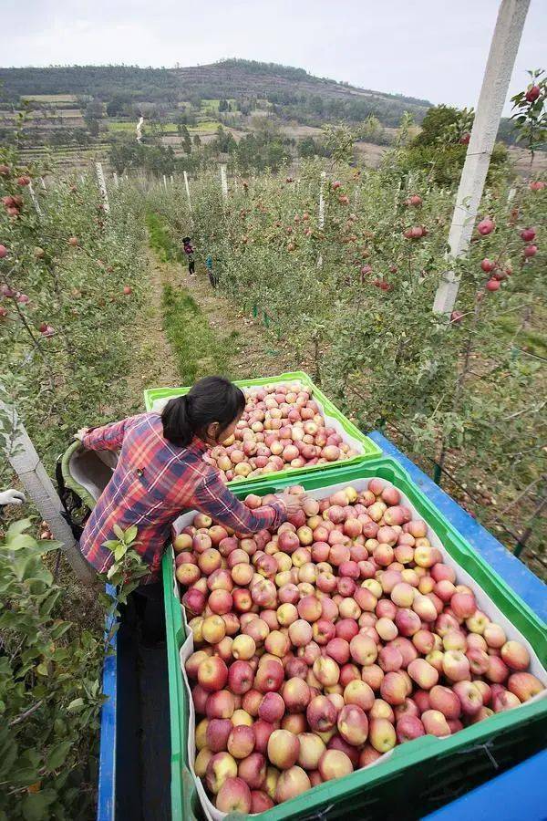 节后上班头两天,河南这三个会议释放了啥信号?