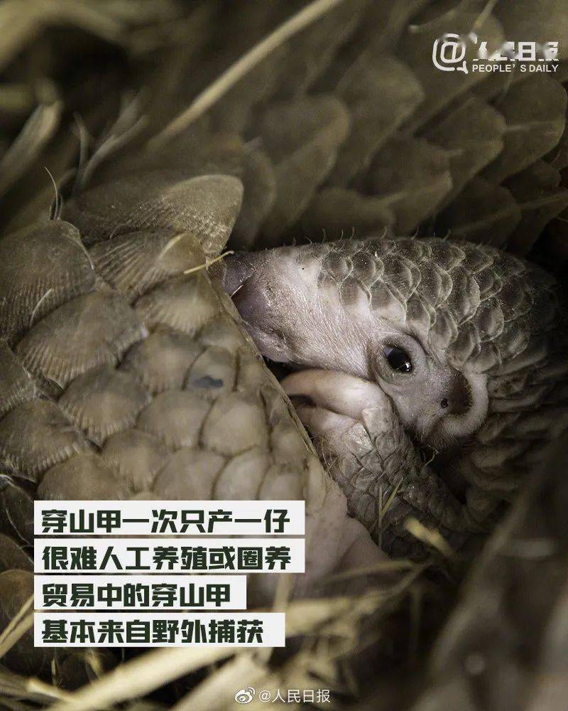世界穿山甲日丨保护穿山甲 不猎杀 不食用 不使用!