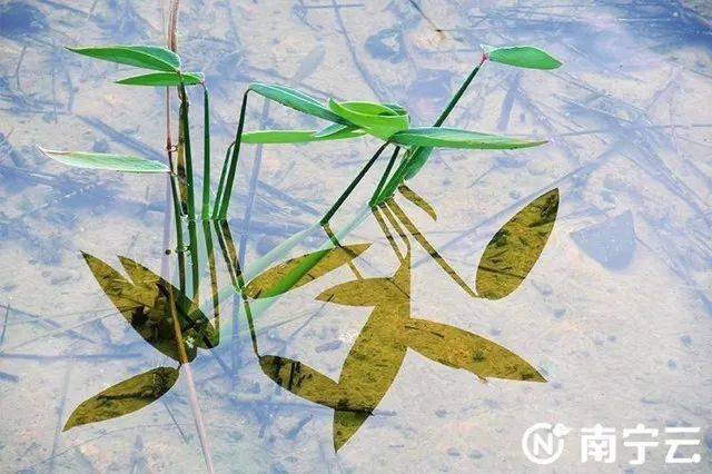 南湖水底长了一片 森林 你看到了吗 7大类沉水植物构建自净型生态系统 种植