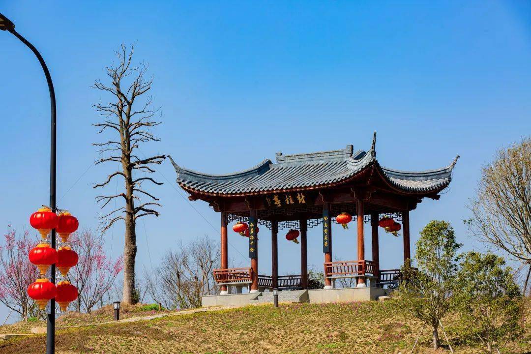 走去南梅村赏梅