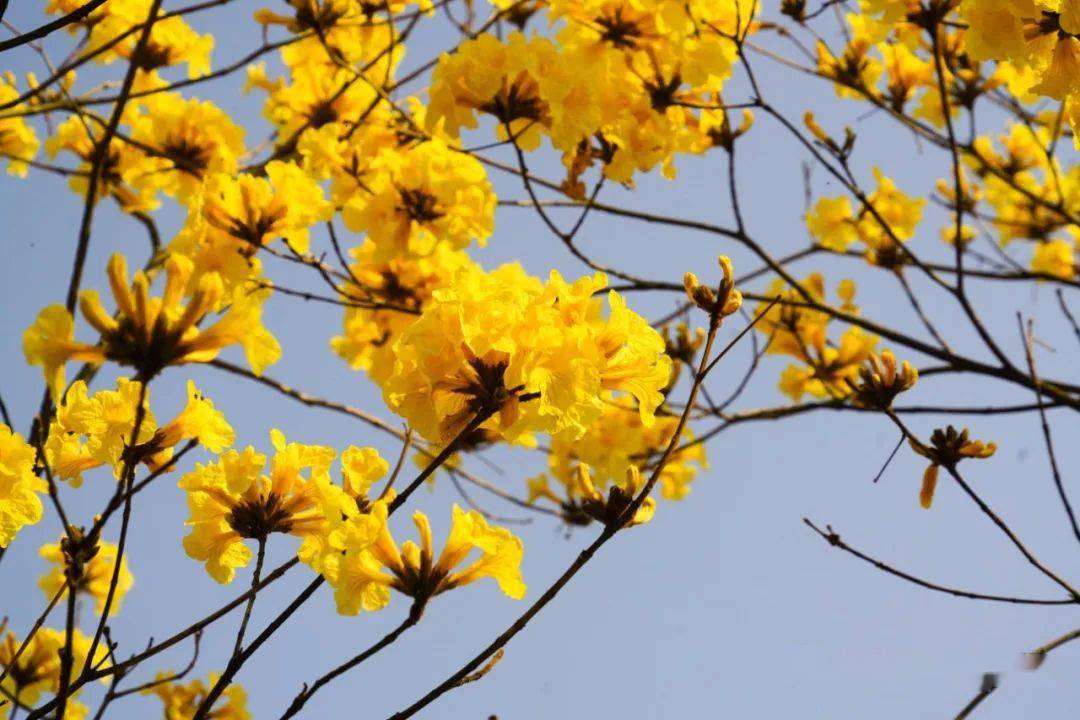 所有关于春天的文案都不如这片黄花风铃来得直白