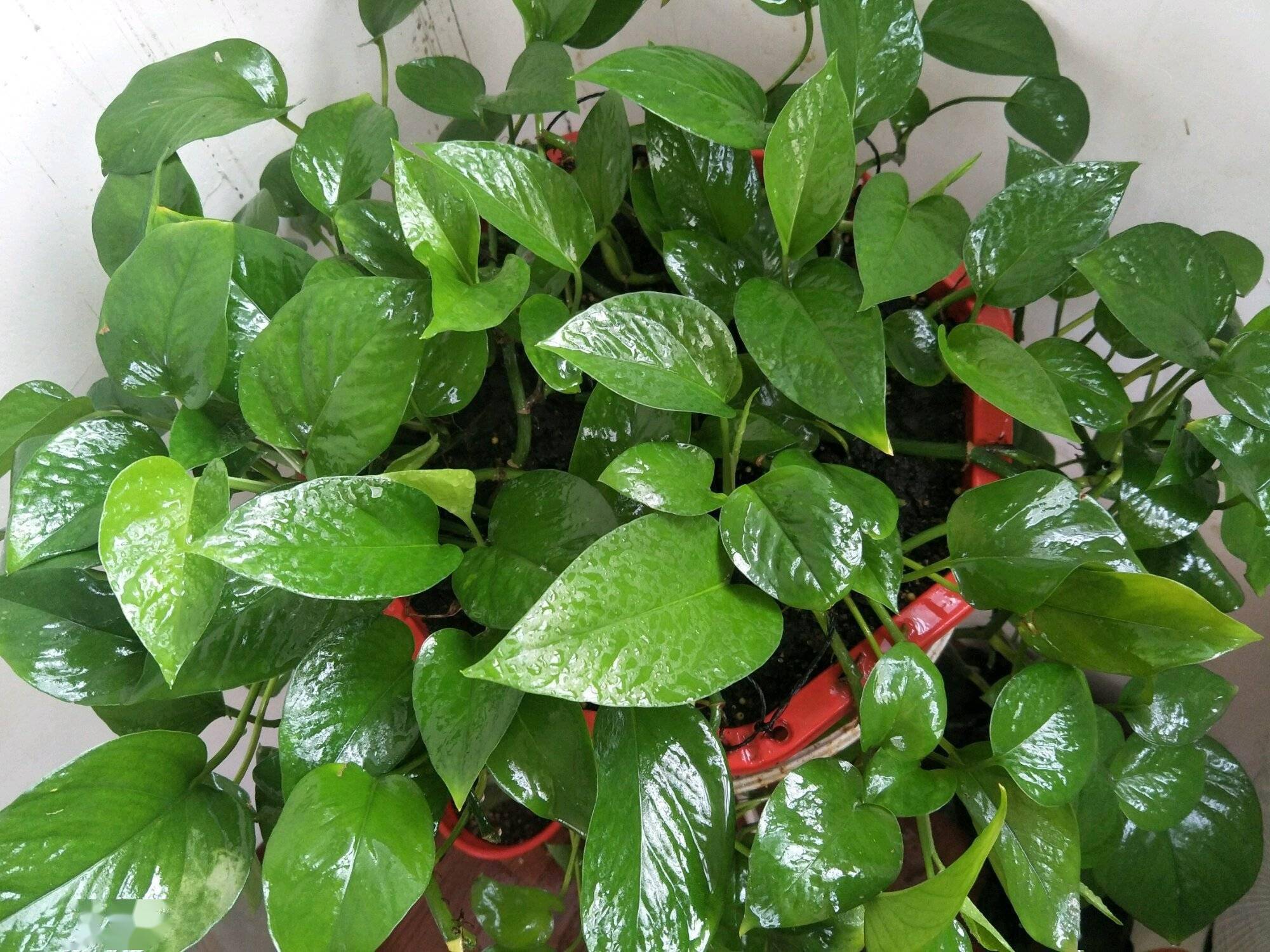 绿萝怎么养才能更旺盛叶子都黄了 f8ca585c42784951a6086c9a13feccff.jpeg