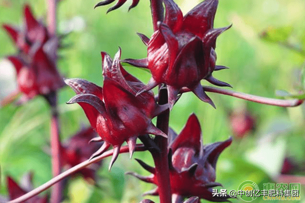 洛神花一般指的玫瑰茄,也叫做烙花神,洛花神,可以泡水饮用,具有美容