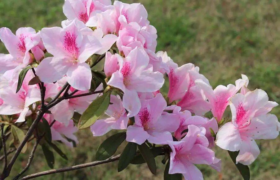 怎样画杜鹃花 fea420b665cf4b589c292876f76efca0.jpeg