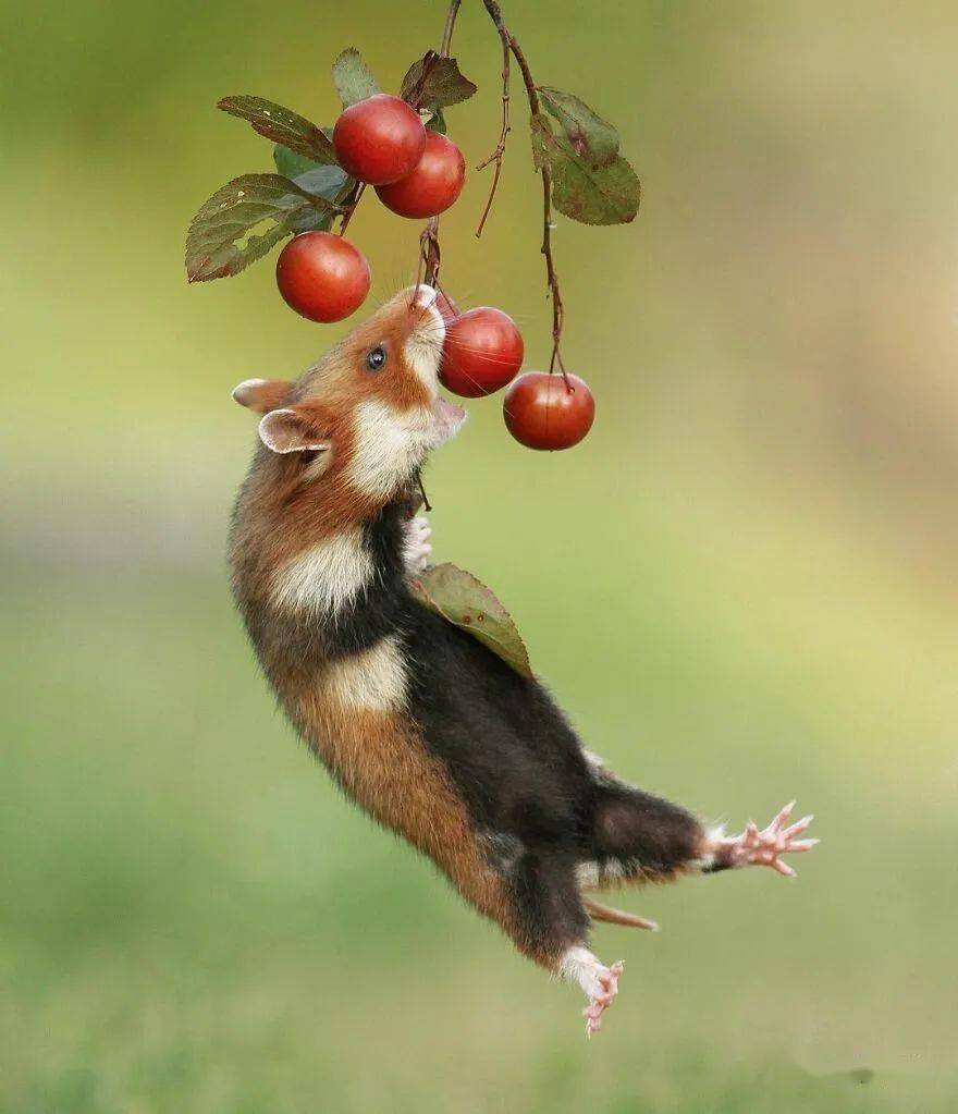 屡获殊荣的奥地利摄影师拍摄的77张有趣野生动物照片