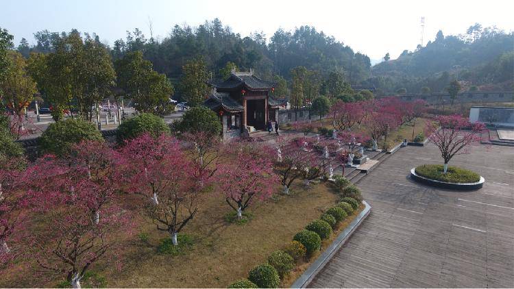 南川：大观梅园踏青 牛年暗香涌动