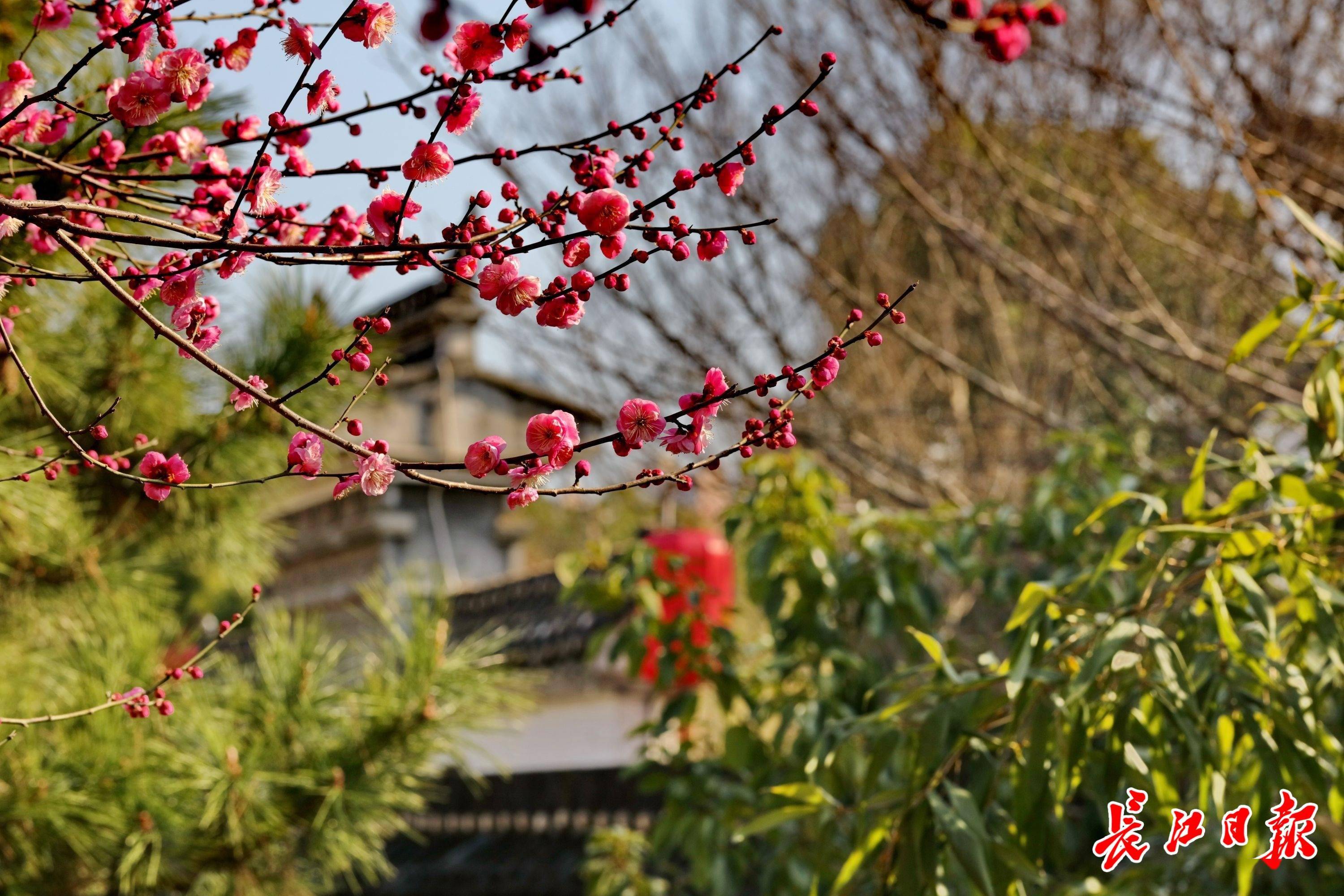 松竹梅来相聚,"岁寒三友"同框了_沙湖公园