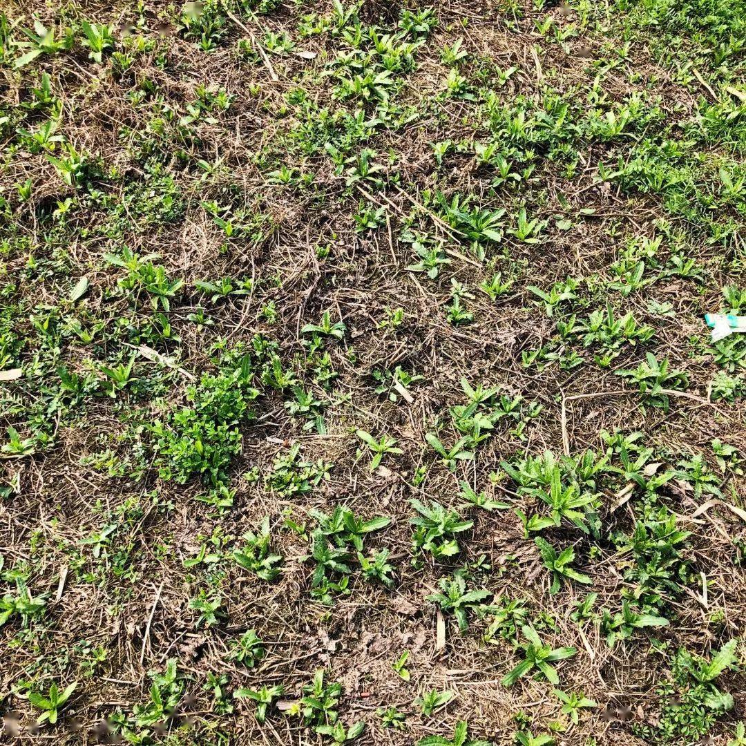 《挖荠菜》张洁田野里长满了各种野菜:雪蒿,马齿苋,灰灰菜,野葱