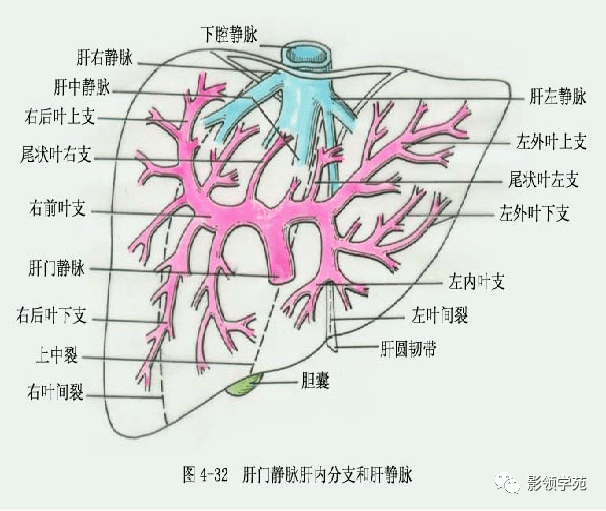 肝汇管区图片的结构图片