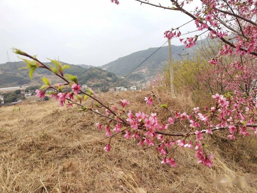 快来永春这个地方赏花啦 李花 山樱花 紫玉兰花三花齐开放 吾峰镇