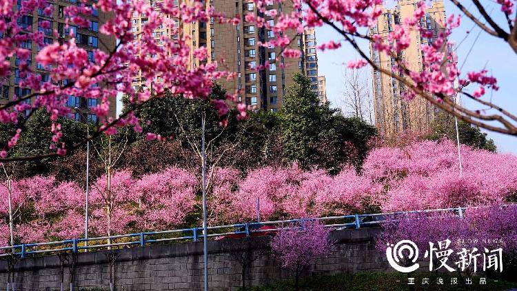 早春赏花中心城区最全地图来了！教你这样区分桃花、樱花、梅花