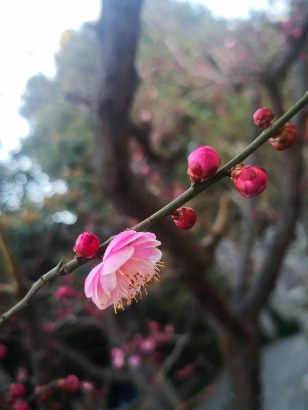 梅好时光莫辜负咸博花开等你来