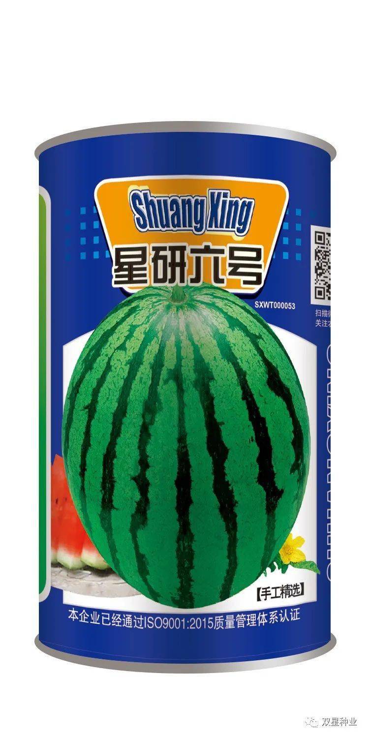 西瓜苗 秧为什么不长新根 根系