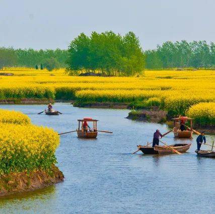 铜梁油菜花图片