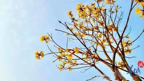 【美景】黄叶与红花，争闹广州春