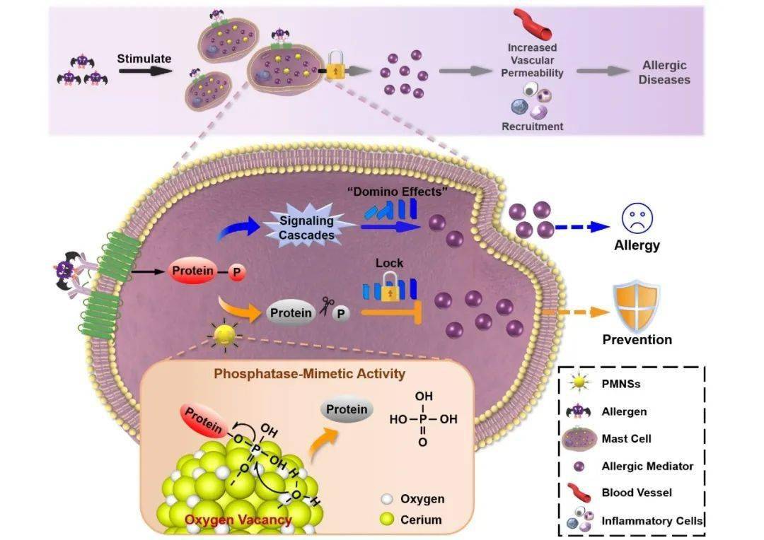 as:新型肥大细胞纳米稳定剂实现过敏性疾病的长效预防