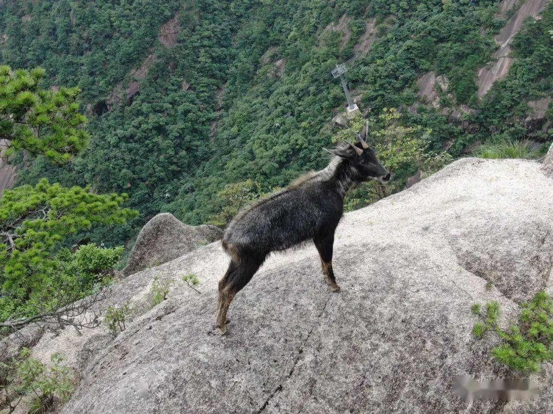 67黄山风景区工作人员偶遇可爱的四不像
