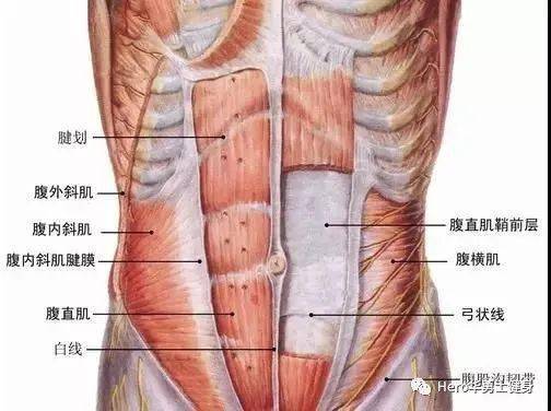 解锁正确的腹部训练方法,腹肌锻炼的误区和正解