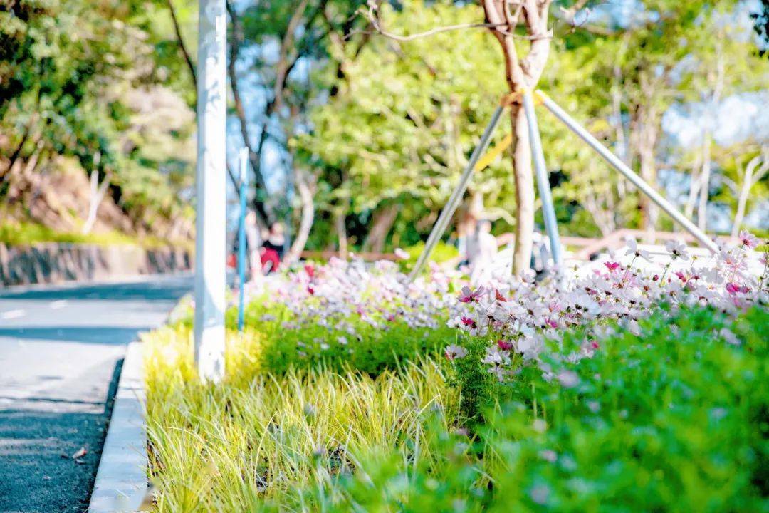 半山花海公园图片