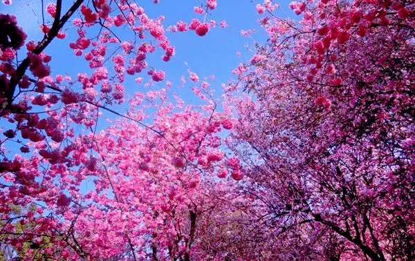 門票免費送2021宜春櫻花花海旅遊文化節2月26日盛景迎客