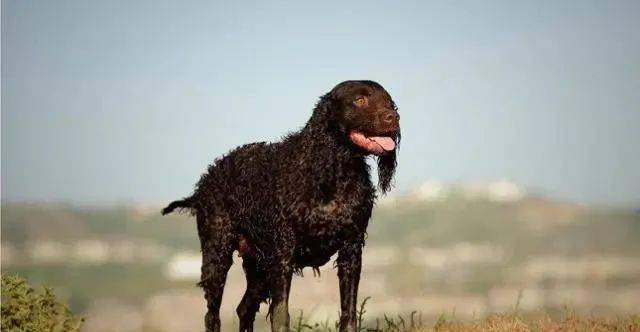 羊头狗身凶似比特它是美国最强猛犬被称为海豹突击队