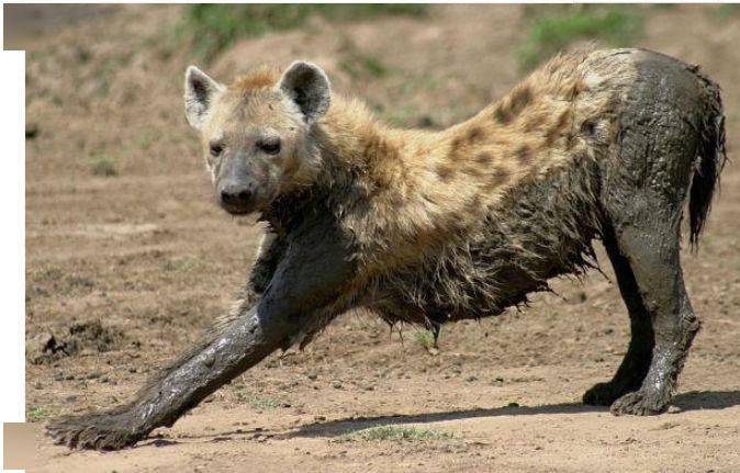 动物个头太大糗事多,海豹太重压坏小媳妇,斑鬣狗洞房仅8秒