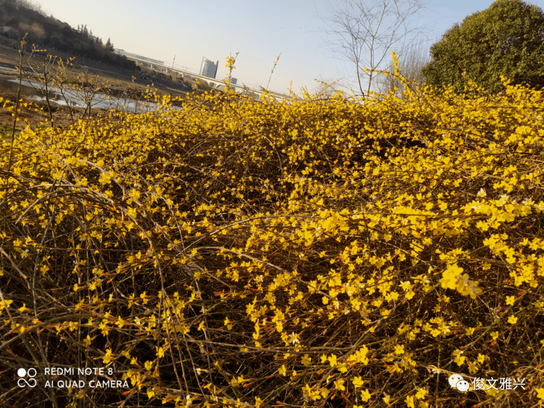 追花記二迎春花