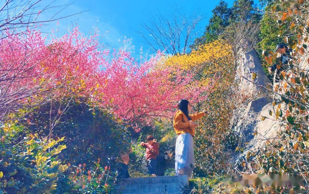 赏花正当时黄山花谷宫粉梅摇曳生姿