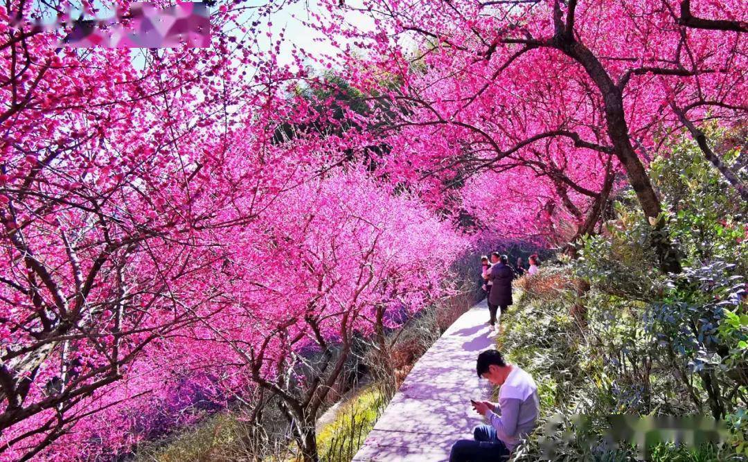 赏花正当时黄山花谷宫粉梅摇曳生姿
