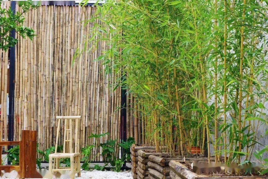 庭院有竹最是禅意