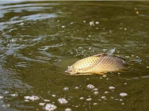 鱼一般多少度水温 de83216135e34d3c8129a455068c907c.jpeg