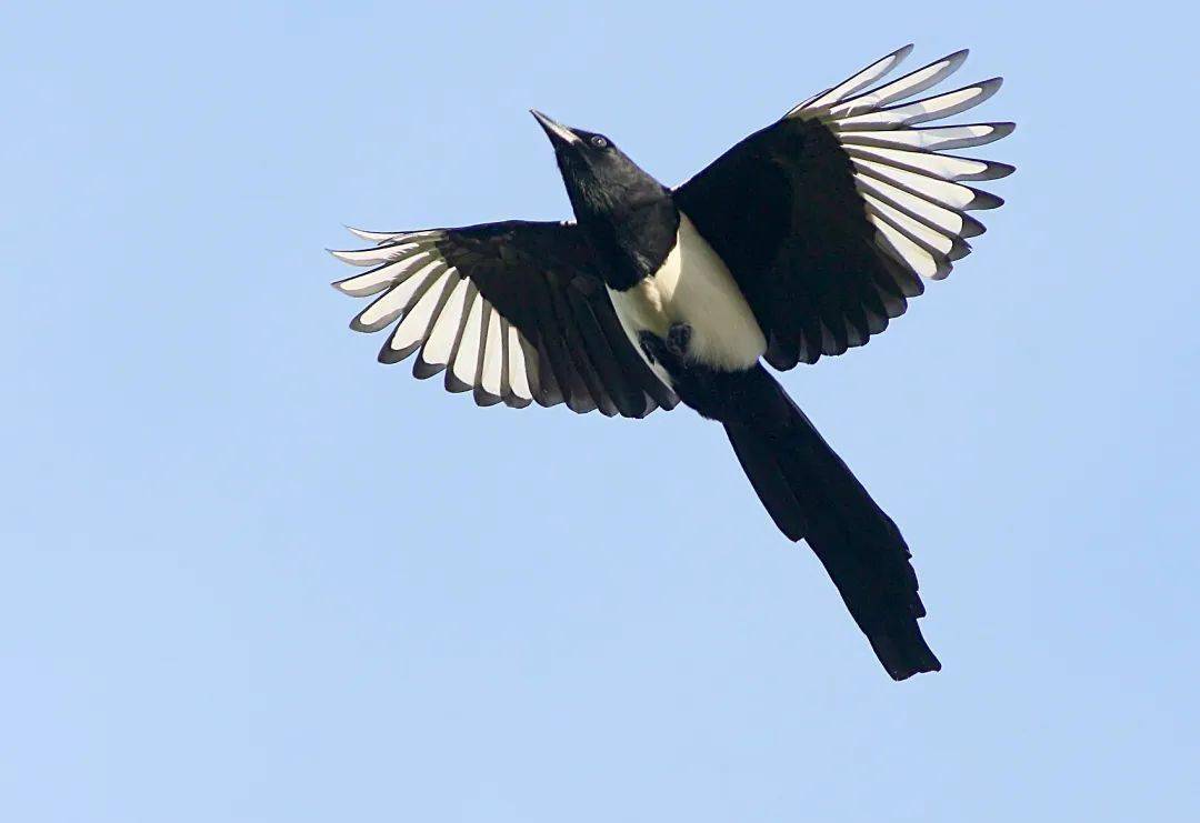 正是杨柳醉春烟,去放风筝啦!